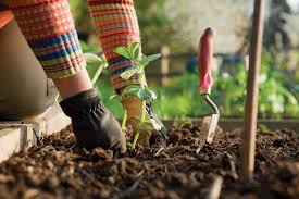 Health Track, January Gardening Guide, Forever Young by Cynthia brian