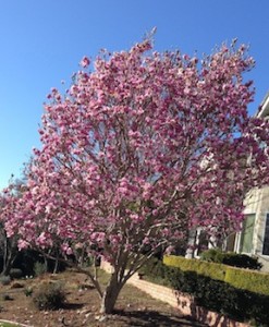 Flowering Magnolia 