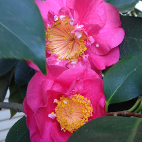 pink camellias - 2