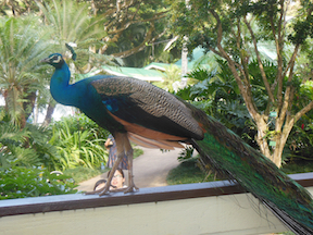 peacock in paradise