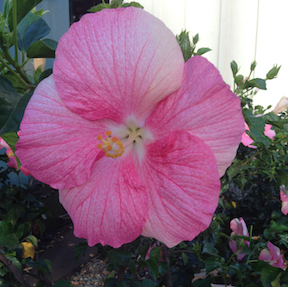 pink hibiscus - 2