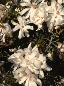 white tulip magnolia