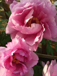 65 year old pink peony - 5