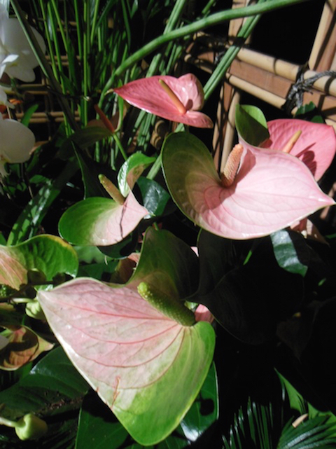 Ask Cynthia Brian- Readers Request-Anthuriums
