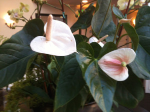 anthurium with orchid