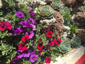 petunias and succulents