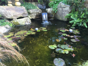 Pam's pond
