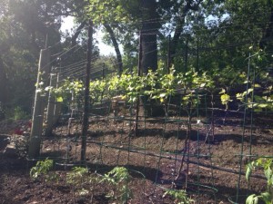 Pam's vineyard