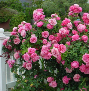roses at shirleys.jpg
