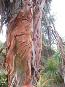 euchalyptus bark