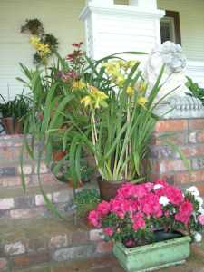 aaleas-orchids-porch.jpg - 1