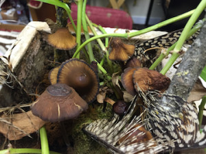mushrooms growing in pot in office
