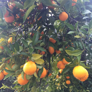 naval oranges