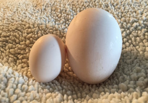 goose egg-chicken egg