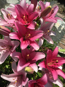 pink asiastic lily