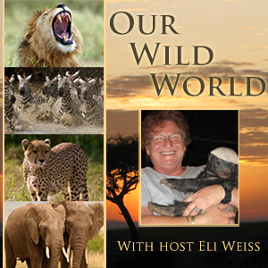 Captured in Africa with Drew Abrahamson and Paul Tully By Eli Weiss