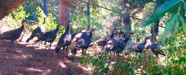 turkeys trotting.jpg