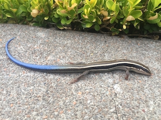 blue tailed lizard.jpg