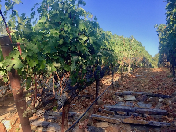 Cabernet Savignon-Grapes-Captain vineyards (5).jpg