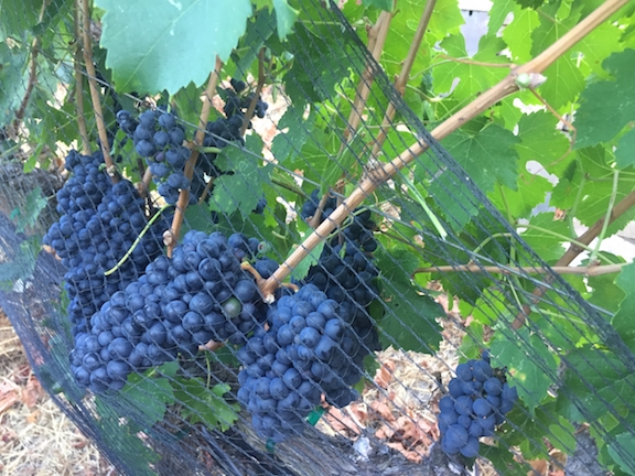 Petite Sirah-Grapes-Captain vineyards (Netting).jpg