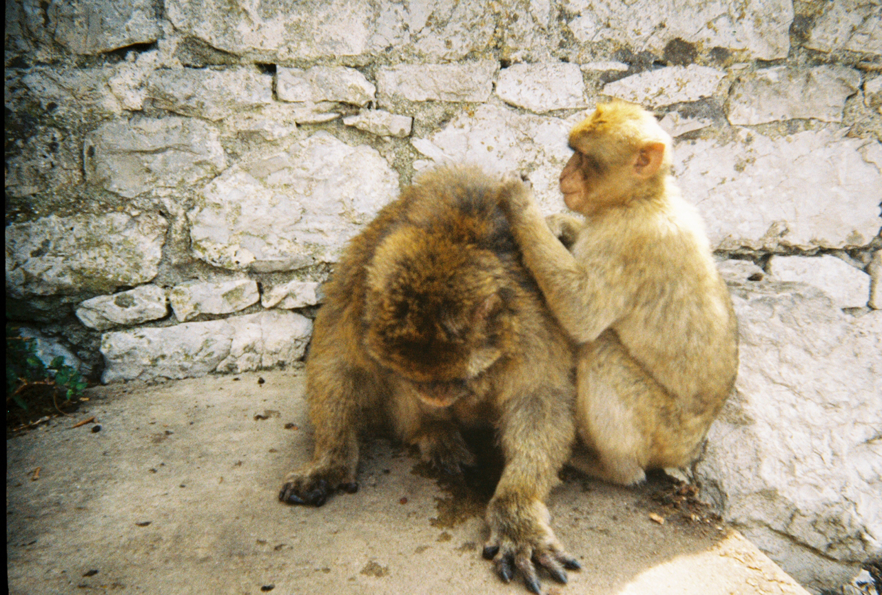 apes grooming.jpg.jpg