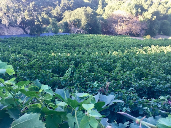 Grapes-Captain vineyards -pinot noir).jpg