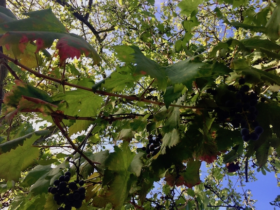 grapes hanging in tree.jpg
