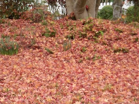 Fall leaves.jpg - 1.jpg