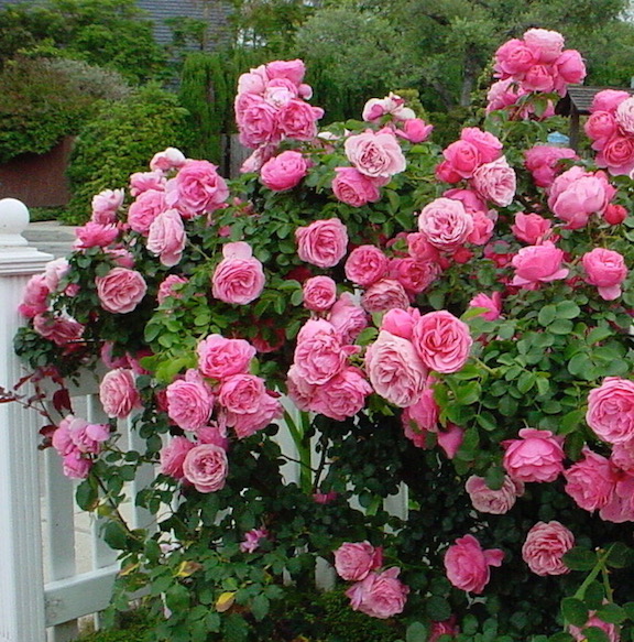 Hedge of pink roses.jpg