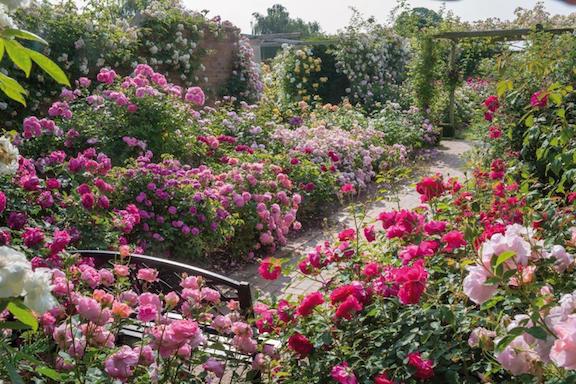 The Long Garden_of roses.jpg