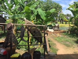 cow-bananasa-cambodia.jpg
