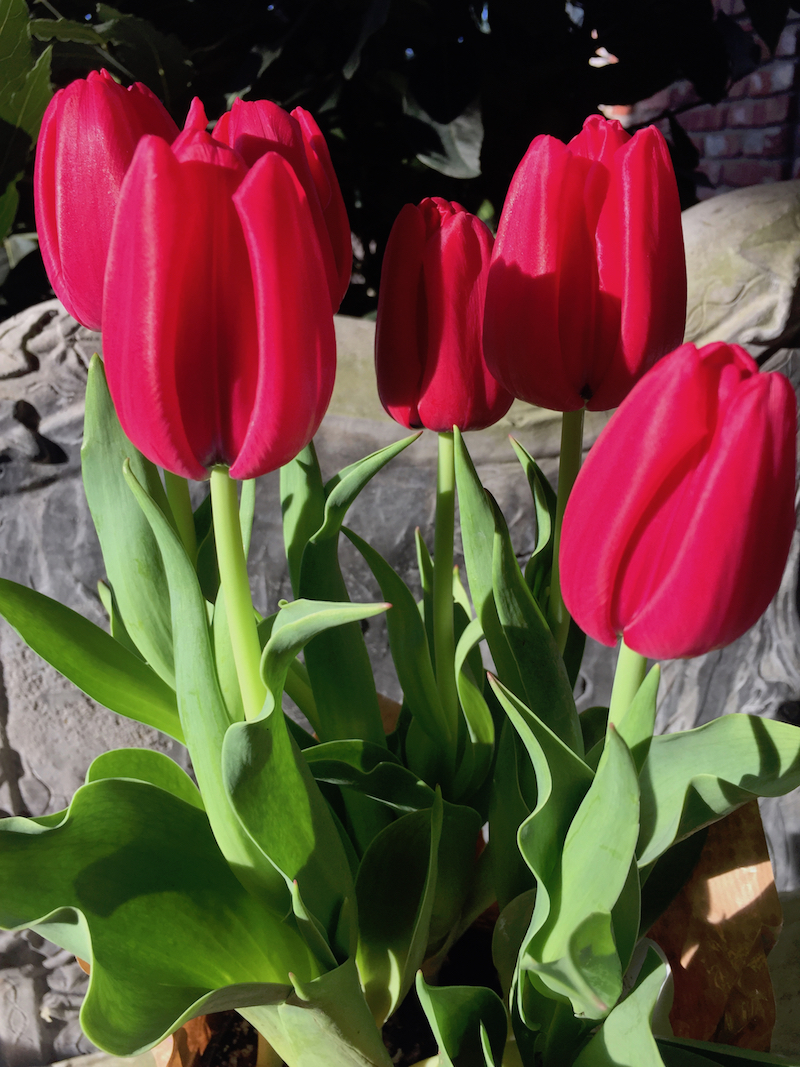 scarlet tulips.jpg