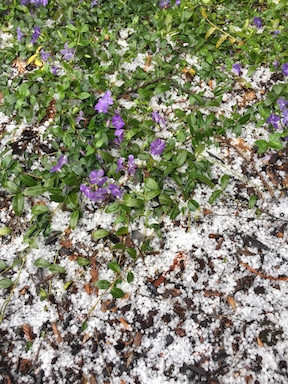 hail on ground 3-18.jpg
