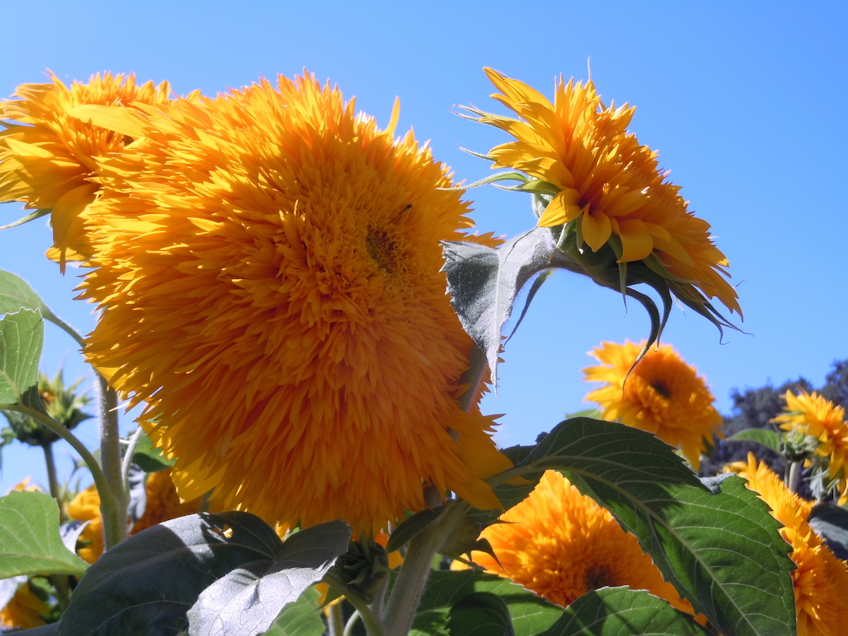sunflowers - 2.jpg