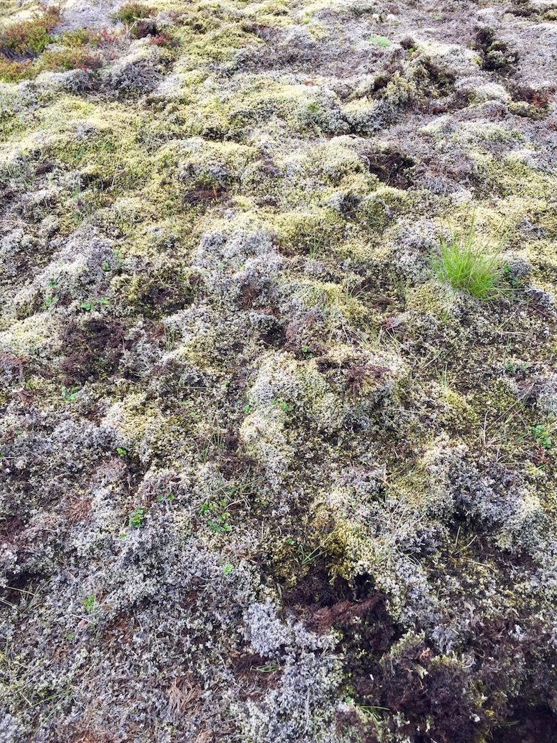 iceland moss.jpg