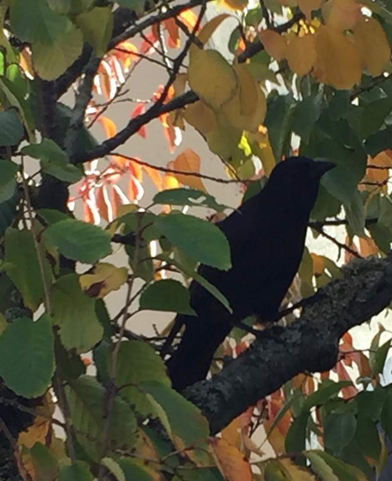 crow in autumn tree.jpg