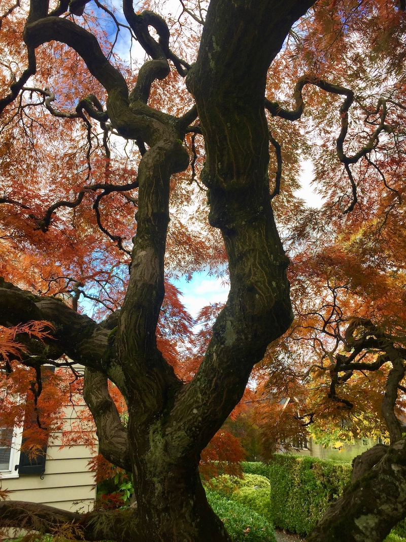 japanese lacey maple autumn tree.jpg