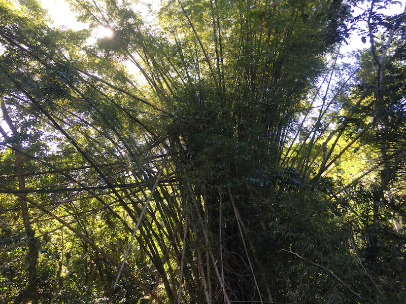 Cuba 2018-bamboo forest.jpg