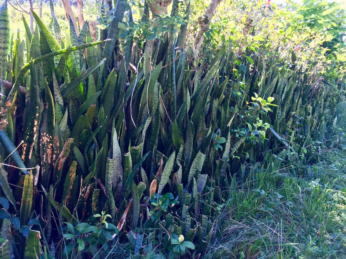Cuba 2018-snake plantm,mother's tongue.jpg
