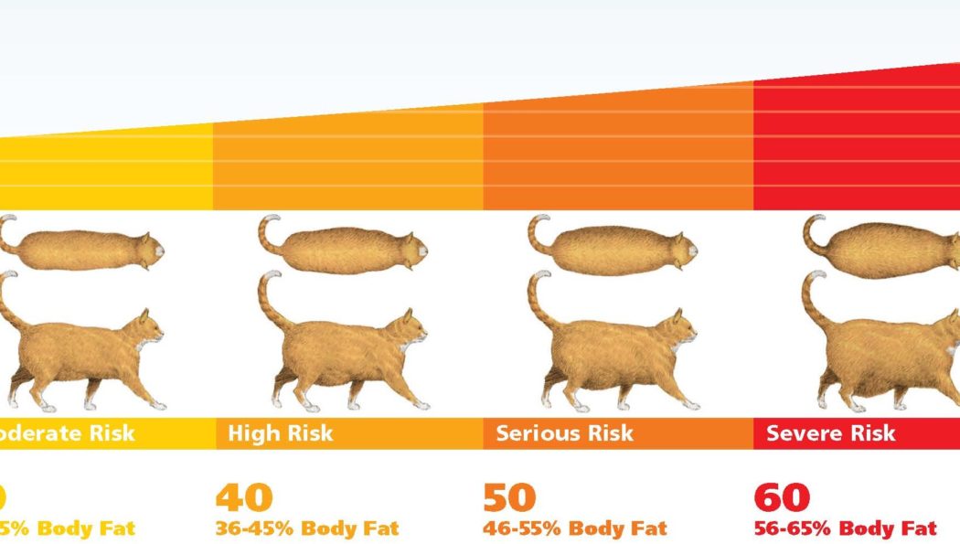 Pet Obesity is Up for 8th Straight Year