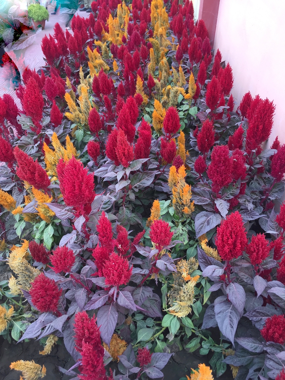 celosia-yellow and red.jpg