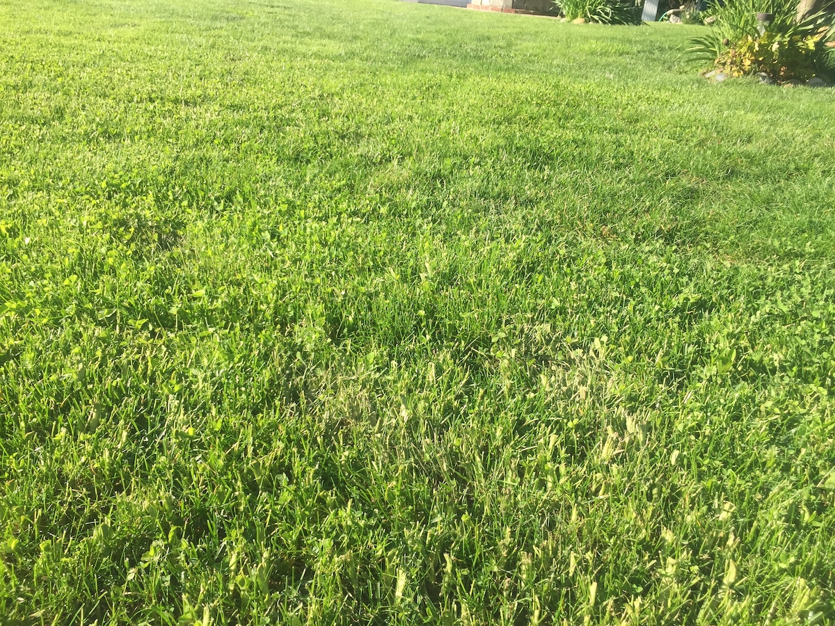 lush lawn.jpg