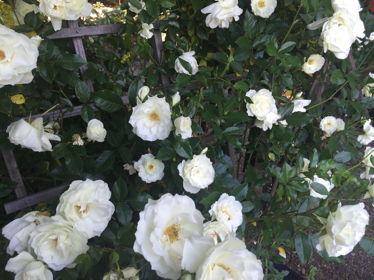 white rose.jpg