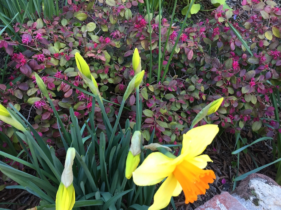 daffodils & chinese fringe.jpg
