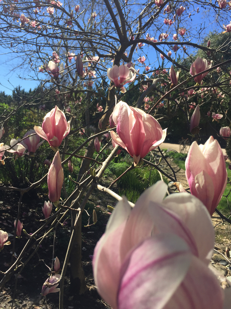 tulip soulangeana magnolia.jpg