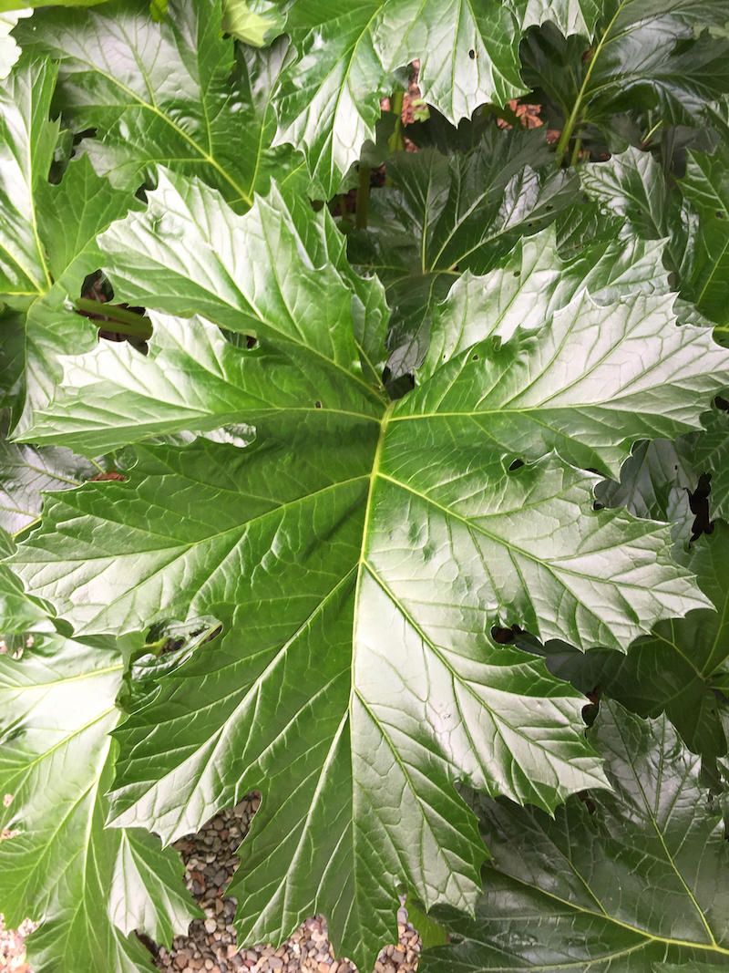 acantha leaf.jpg