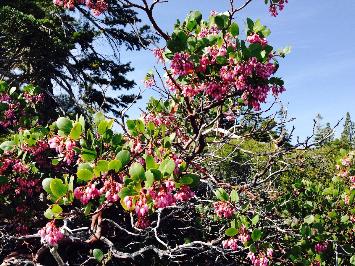 manzanita in bloom - 1.jpg