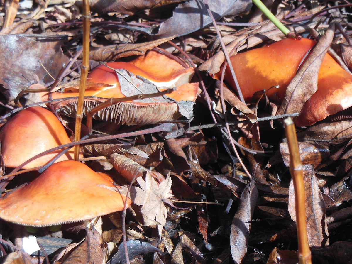 mushrooms in mulch.jpg