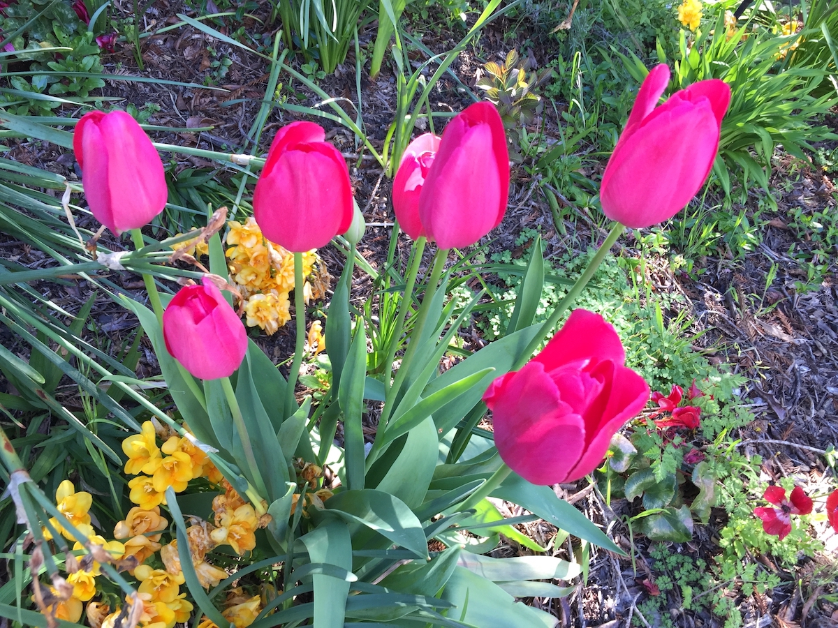 bright pink tulips.jpg