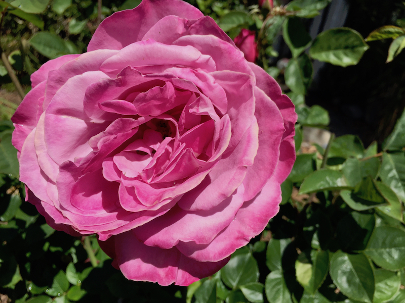 closeup pink rose.jpg